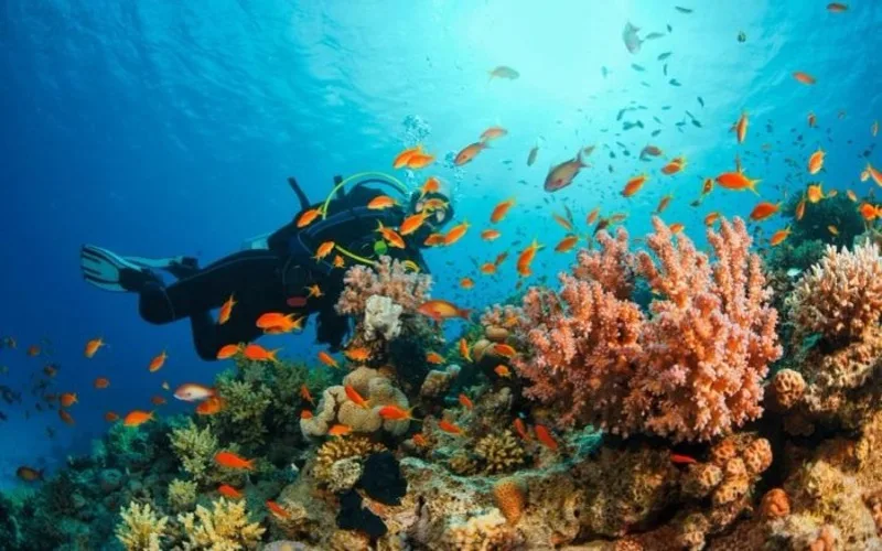 scuba diving la gi tim hieu bo mon lan bien thu vi